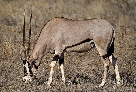 026_Ozyx_Kenya