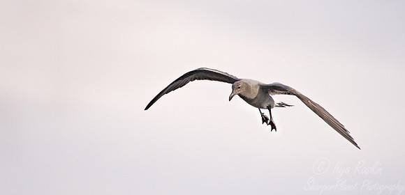 023 Lava Gull - Ecuador