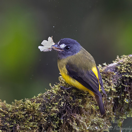 718 Ornate flycatcher (Myiotriccus ornatus) - Ecuador