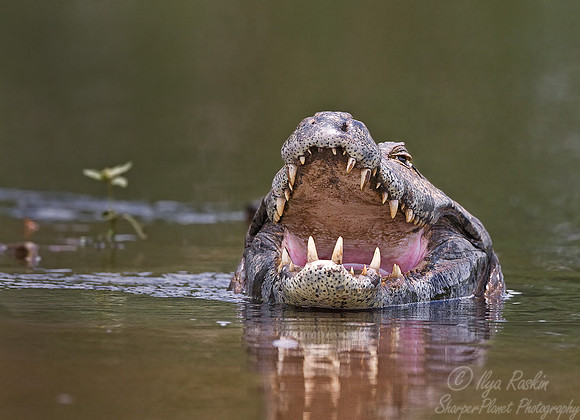 036_Spectacled caiman 4_Pantanal_Brazil
