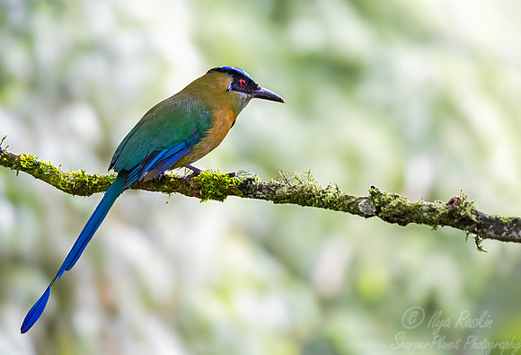 588 Andean motmot or highland motmot (Momotus aequatorialis) - Colombia cloud forest