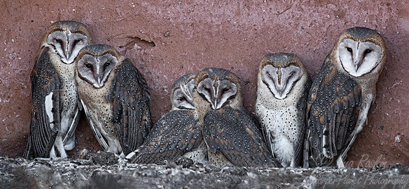 340 Barn owls (Tyto alba) - Kagalagadi Transfrontier Park SA