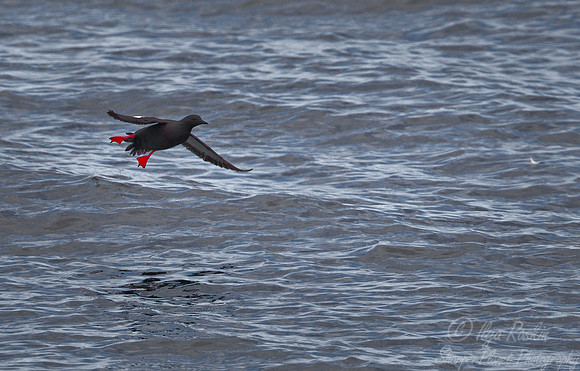 036 Black Guillemot (Cepphus grylle) - ME