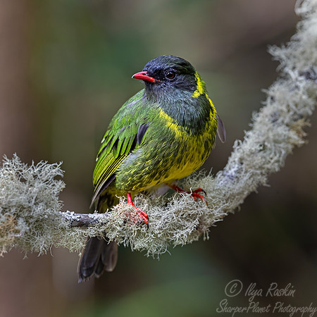 589 Barred fruiteater (Pipreola arcuata) - Colombia cloud forest