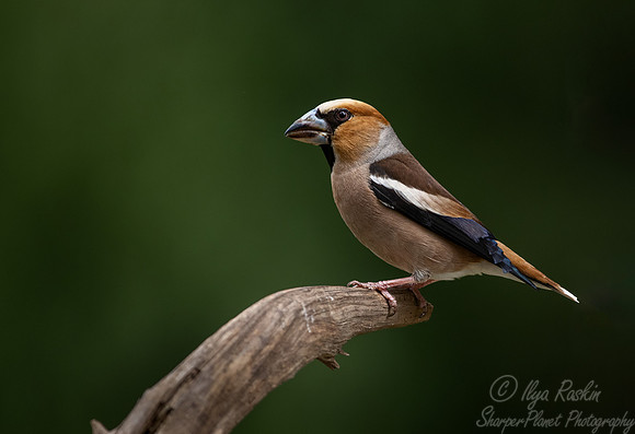 038 Hawfinch (Coccothraustes coccothraustes) - Slovenia