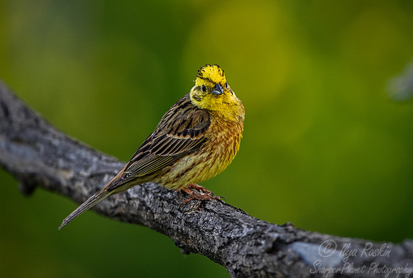042 Yellowhammer (Emberiza citrinella) - Slovenia