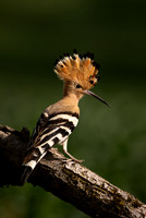 2021 Slovenia Birds and Mammals