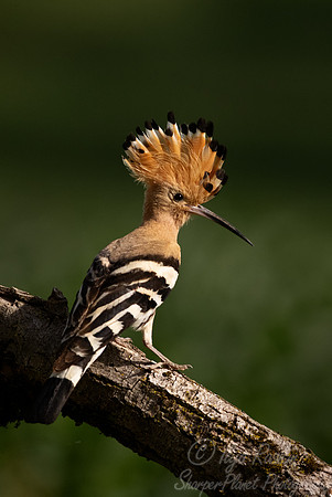 044 Eurasian hoopoe (Upupa epops) - Slovenia