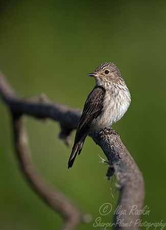 047 Song thrush young (Turdus philomelos) - Slovenia