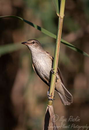 050 Great reed warbler (Acrocephalus arundinaceus) - Slovenia