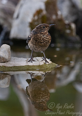 048 Song thrush (Turdus philomelos) - Slovenia