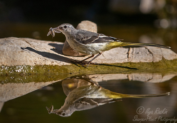 051 Grey wagtail (Motacilla cinerea) - Slovenia