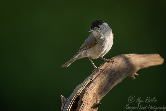 053 Eurasian blackcap (Sylvia atricapilla) - Slovenia