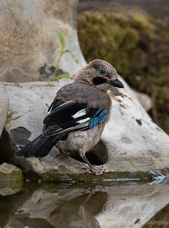 054 Eurasian jay (Garrulus glandarius) - Slovenia