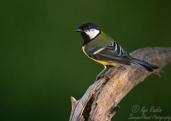 035 Great tit (Parus major) - Slovenia