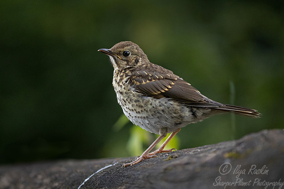 049 Song thrush young (Turdus philomelos) - Slovenia