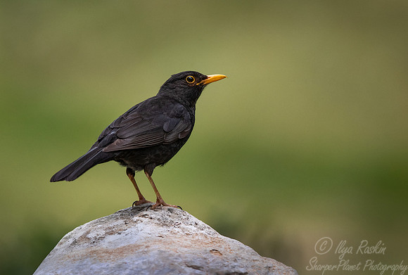 033 Common blackbird (Turdus merula) - Slovenia