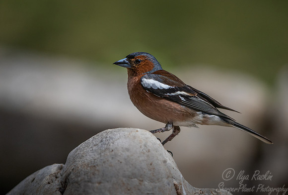 039 Chaffinch (Fringilla coelebs) - Slovenia