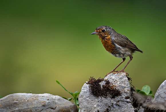 041 European robin (Erithacus rubecula) - Slovenia