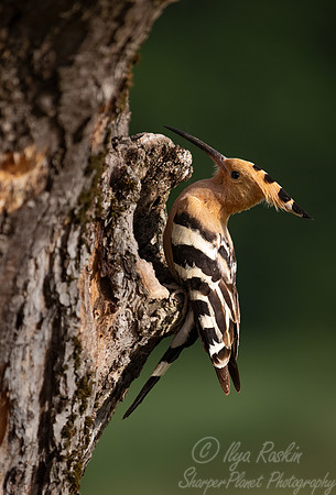 043 Eurasian hoopoe (Upupa epops) - Slovenia