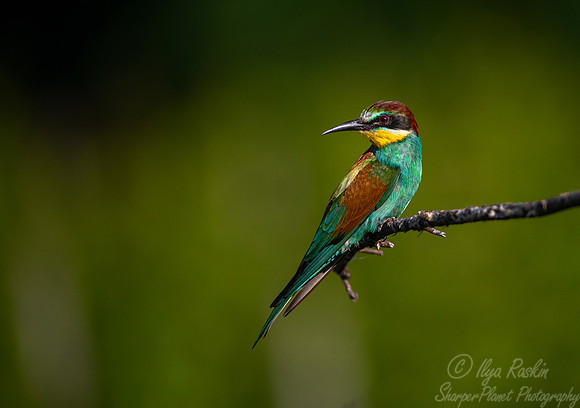 045 European bee-eater (Merops apiaster) - Slovenia