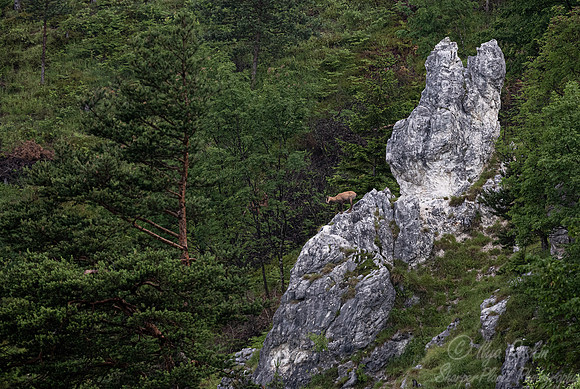 229 Chamois (Rupicapra rupicapra) - Slovenia