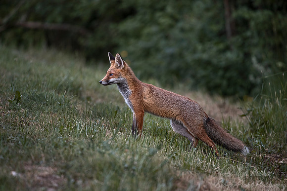382 Red fox (Vulpes vulpes) - Slovenia