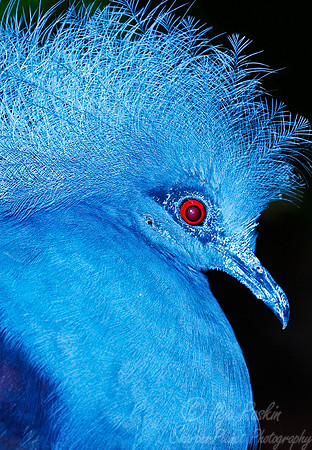 001 Victoria Crowned Pigeon_Bronx zoo_NY