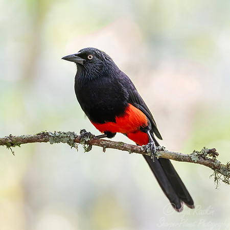 571 Red-bellied grackle (Hypopyrrhus pyrohypogaster) - Colombia cloud forest