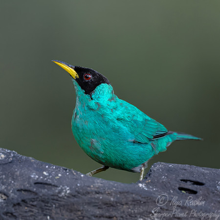 706 Green honeycreeper male (Chlorophanes spiza) - Ecuador