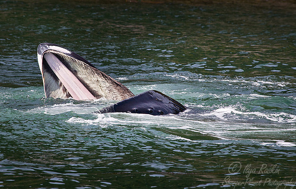 085  Humpback whale (Megaptera novaeangliae) - AK