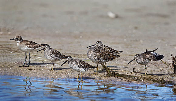 143 Short-billed Dowitcher and American Golden-Plover - FL