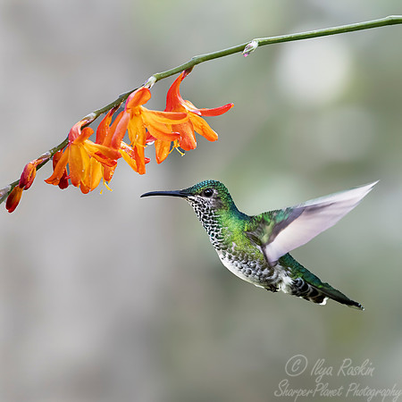 510 White-necked jacobin female (Florisuga mellivora) - Colombia cloud forest