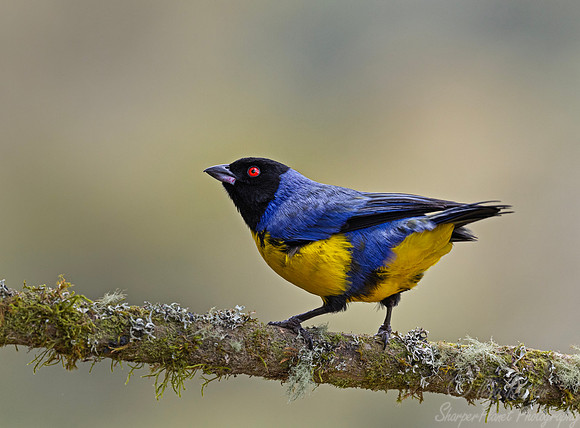 559 Hooded mountain tanager (Buthraupis montana) - Colombia cloud forest