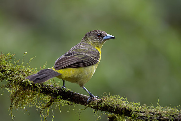 676 Lemon-rumped tanager female (Ramphocelus icteronotus) - Ecuador