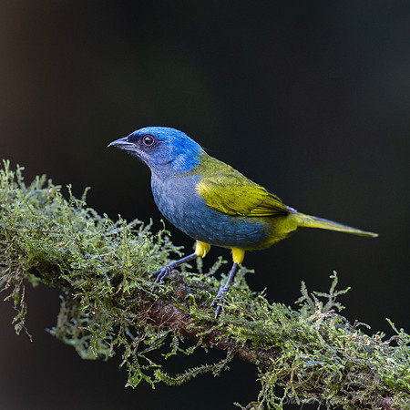 686 Blue-capped tanager (Sporathraupis cyanocephala) - Ecuador