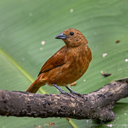 688 White-lined tanager female (Tachyphonus rufus) -Ecuador
