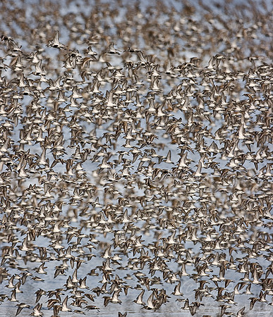 047 Flying Shorebirds - DE