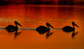168 Pink-backed pelicans (Pelecanus rufescens) - Botswana