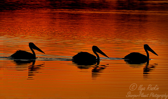 168 Pink-backed pelicans (Pelecanus rufescens) - Botswana