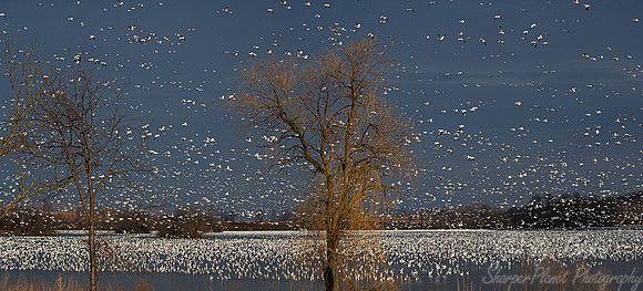 294 Snow geese (Anser caerulescens) - PA