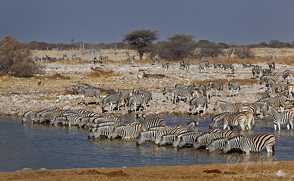 056 Plain Zebras  (Equus quagga) - Etosha Namibia