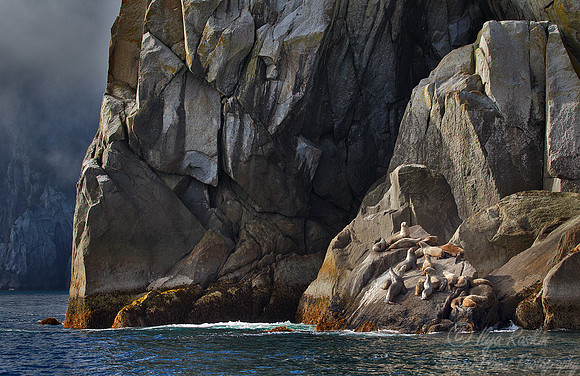 012_Steller Sea Lions (Eumetopias jubatus)_AK