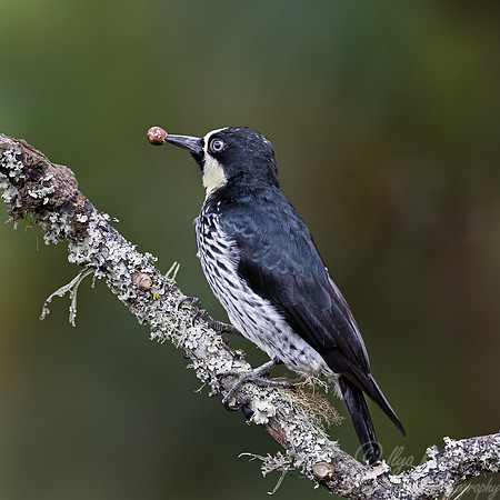625 Acorn woodpecker female (Melanerpes formicivorus) - Colombia cloud forest