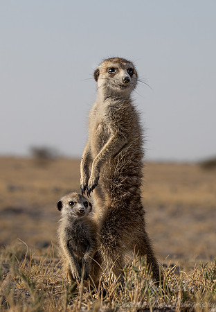 244 Meerkats or suricates (Suricata suricatta) - Botswana