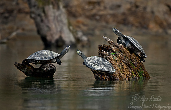 022_Charapa Turtles_Ecuador