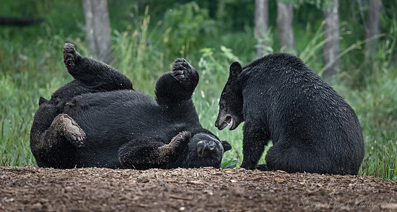 102 American Black Bears (Ursus americanus) - Orr MN