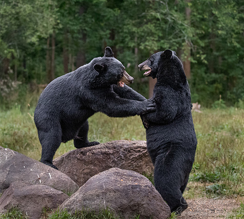 099 American Black Bears (Ursus americanus) - Orr MN