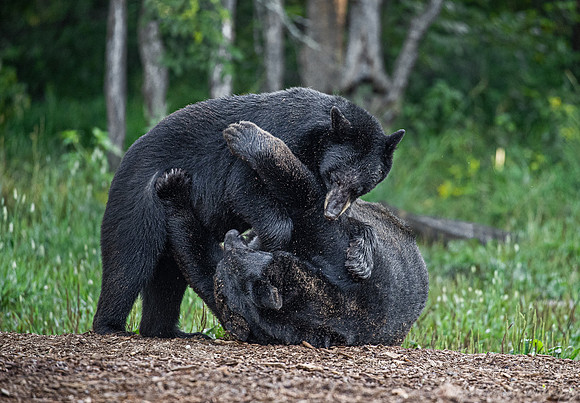 103 American Black Bears (Ursus americanus) - Orr MN