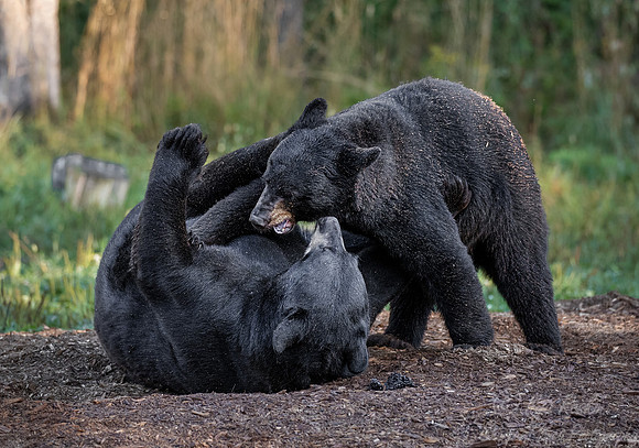106 American Black Bears (Ursus americanus) - Orr MN